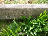 image of grave number 945884